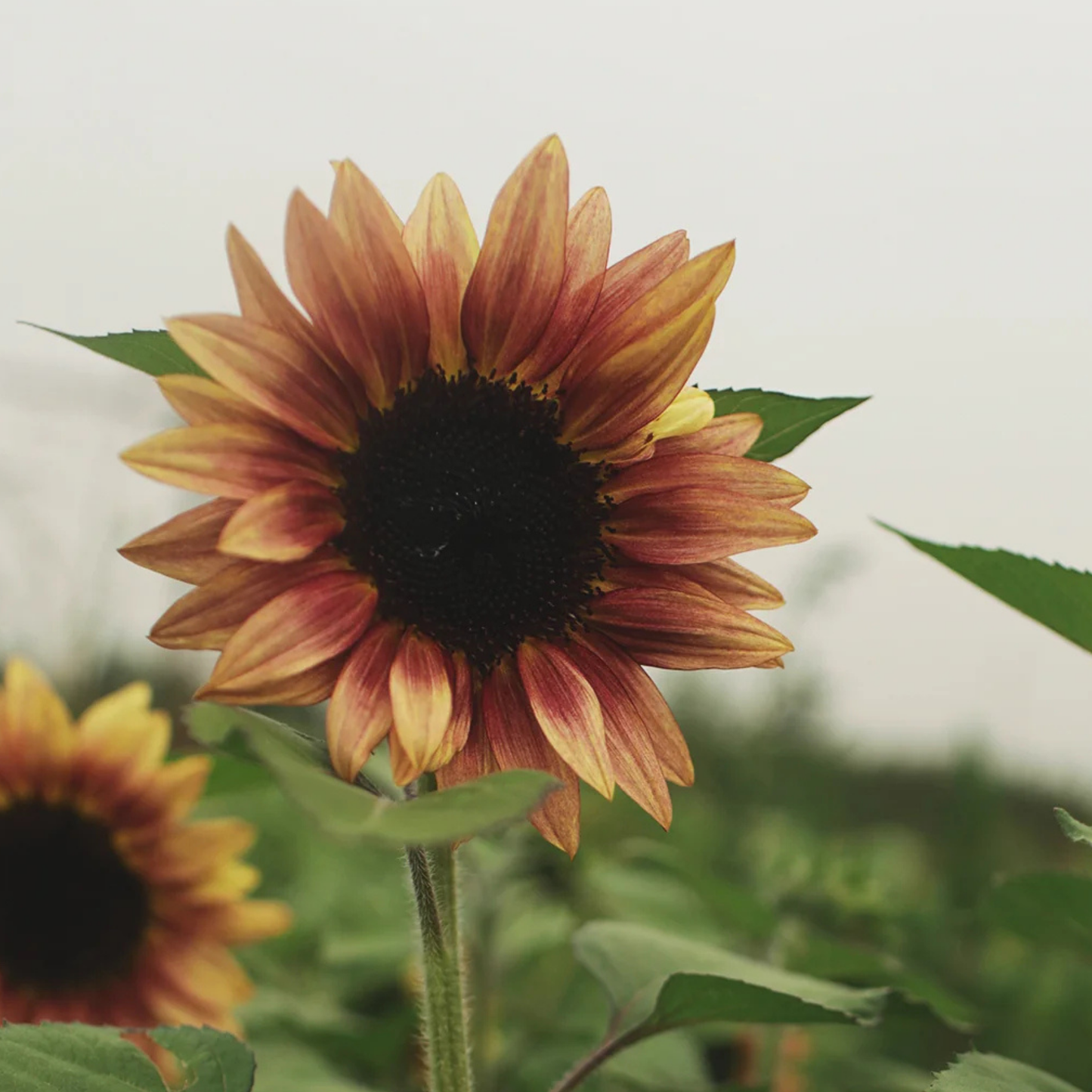 Sunflower ProCut Plum Seed Namibia