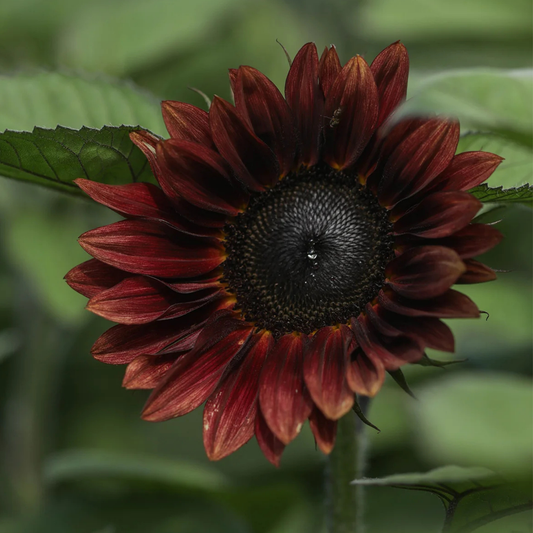 Sunflower ProCut Red Seed Namibia