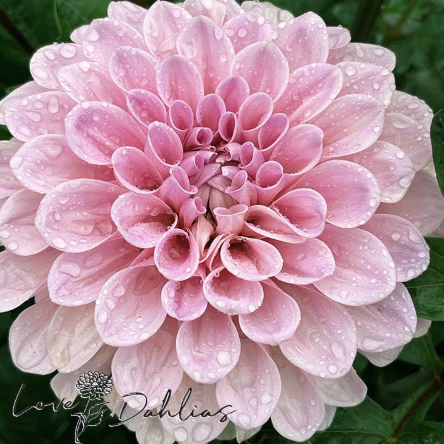Sweet Nathalie Dahlia Tuber | Namibia