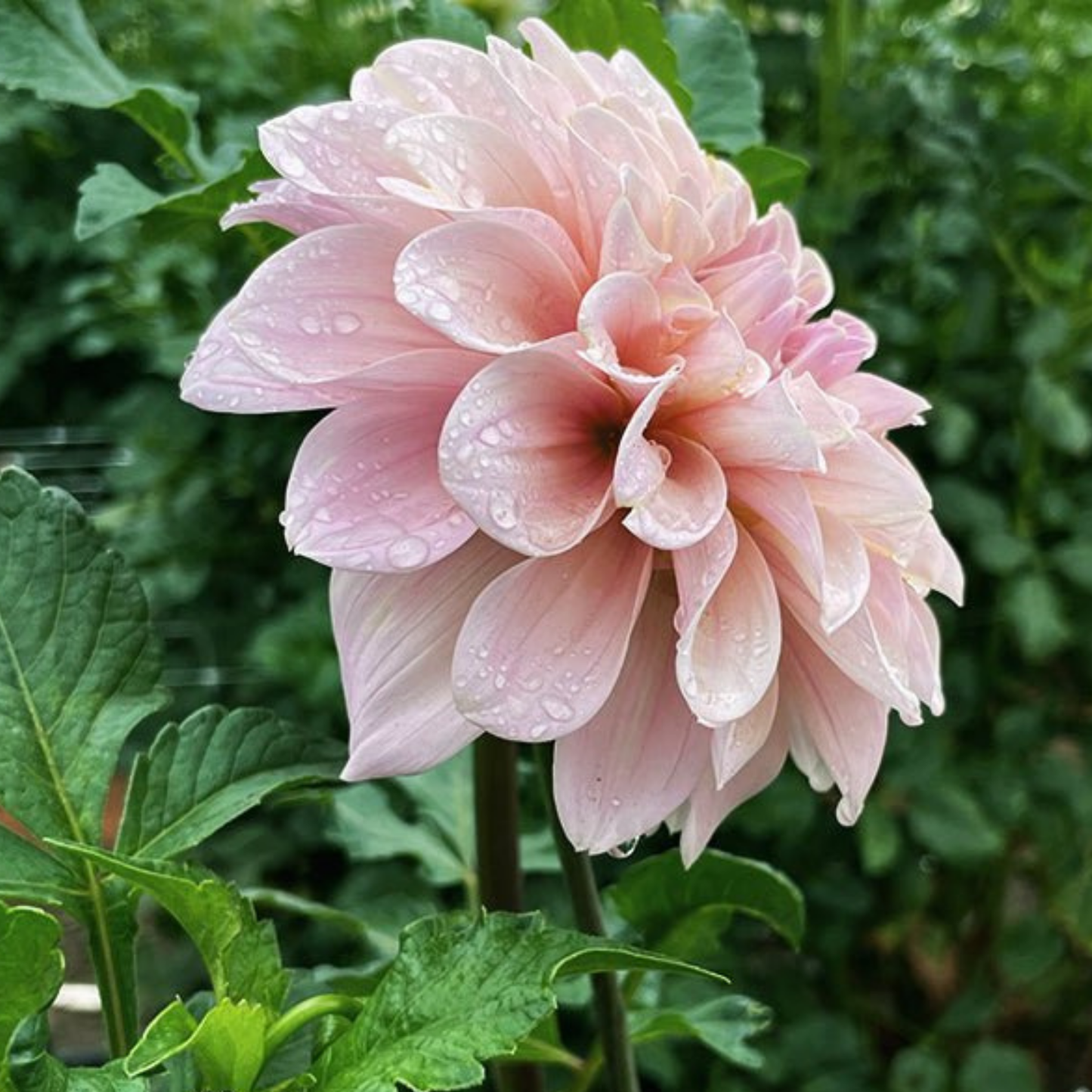 Sweet Nathalie Dahlia Tuber | Namibia