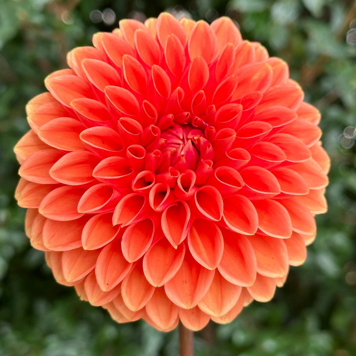 Sylvia (aka Maarn) Dahlia Tuber | Namibia