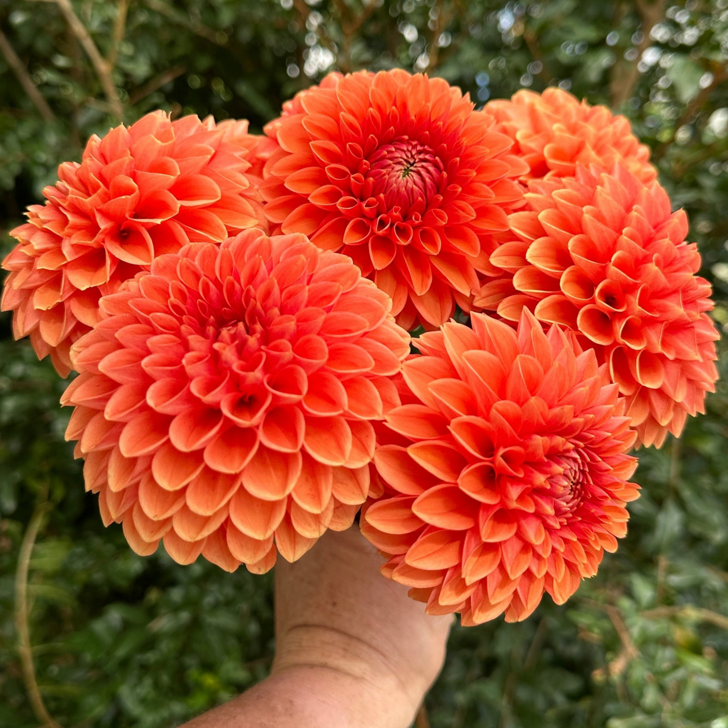Sylvia (aka Maarn) Dahlia Tuber | Namibia