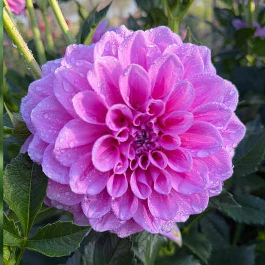 Vintage Dahlia Tuber | Namibia