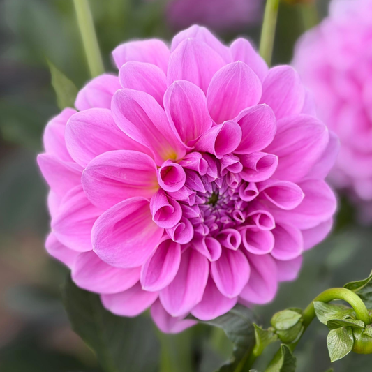 Vintage Dahlia Tuber | Namibia