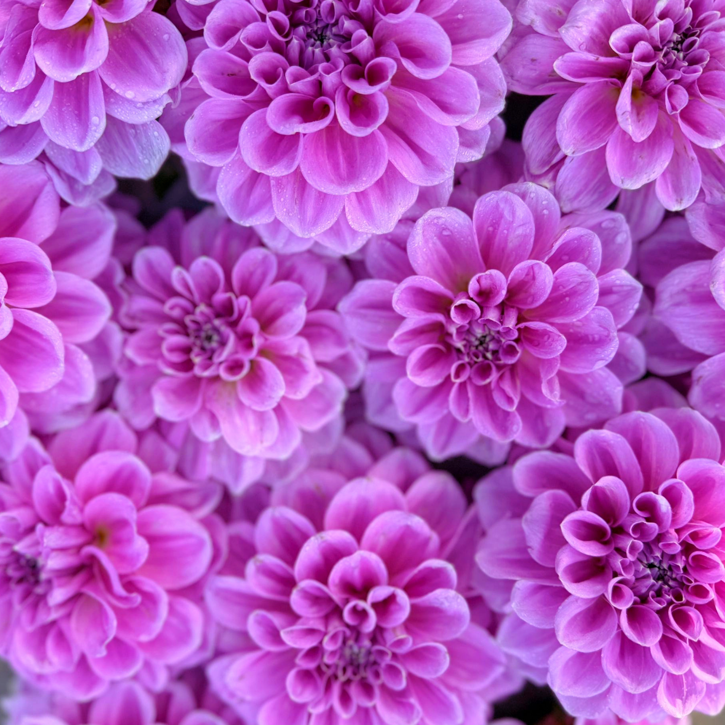 Vintage Dahlia Tuber | Namibia
