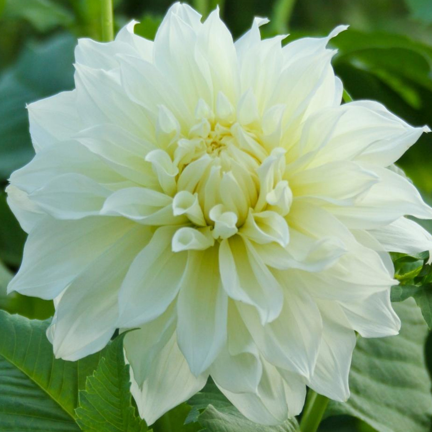 White Perfection Dahlia Tuber | Namibia