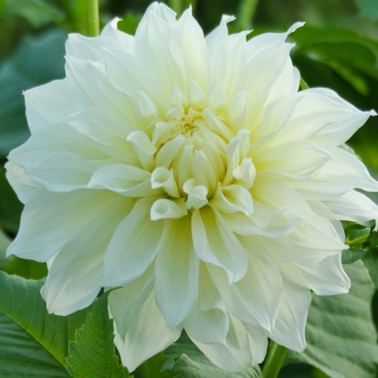 White Perfection Dahlia Tuber | Namibia