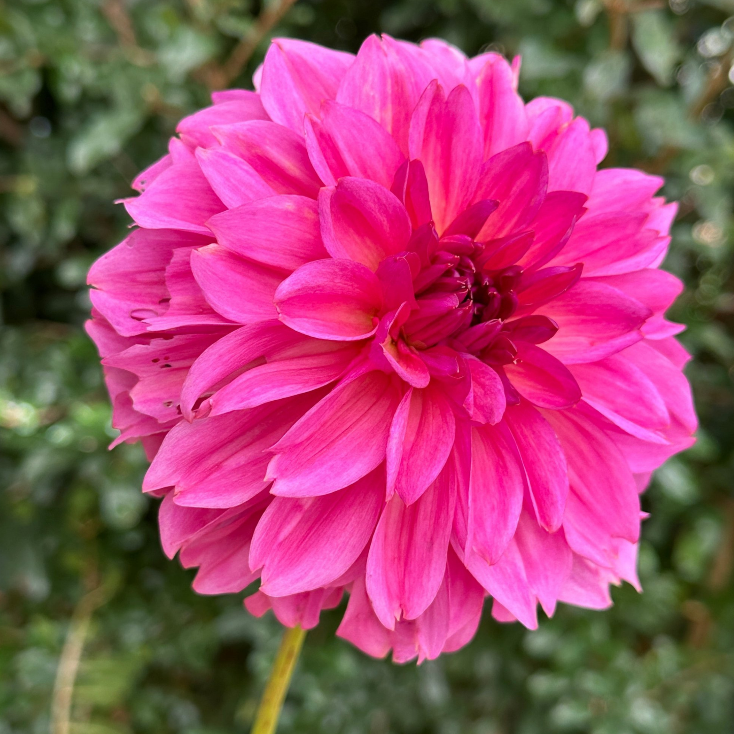 Wildbloom Reinette Dahlia Tuber | Namibia