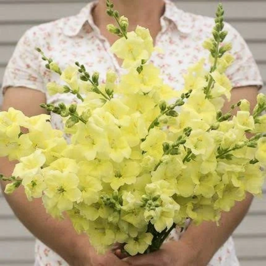 Snapdragon Potomac Yellow Seeds Namibia
