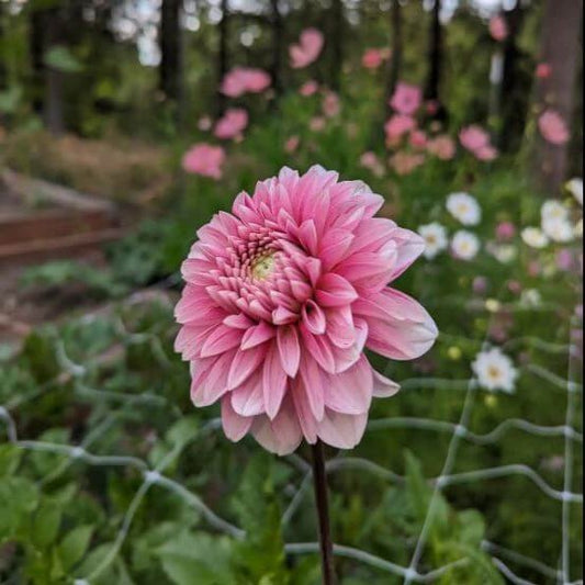 Flower Support Net 20m for Dahlias