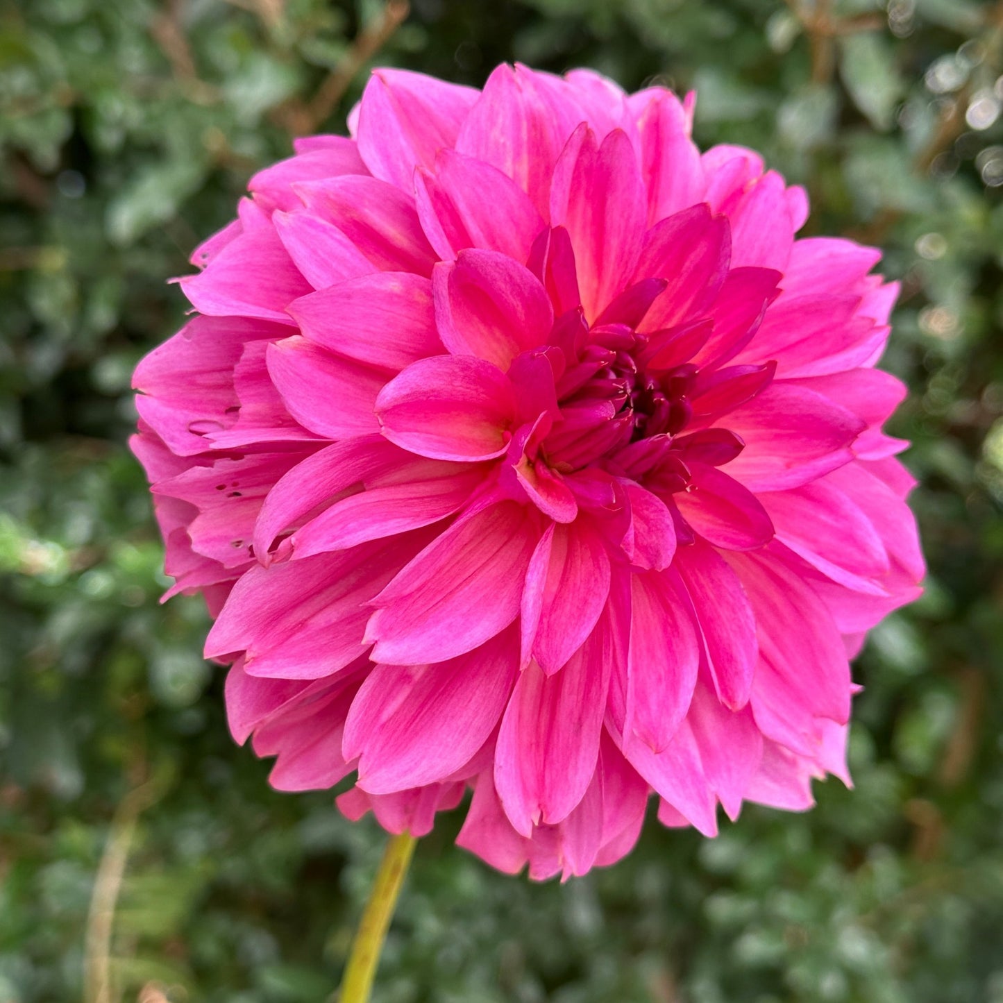Wildbloom Reinette Dahlia Tuber | Namibia
